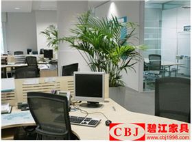 辦公植物擺放
