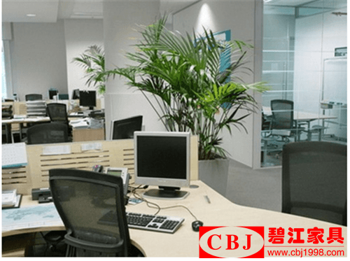 辦公植物擺放